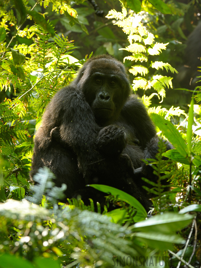 Gorilla beringei beringei [200 mm, 1/40 sec at f / 5.6, ISO 800]